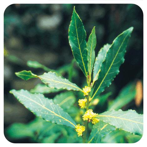 Óleo essencial de louro Pranarom 5 ml
