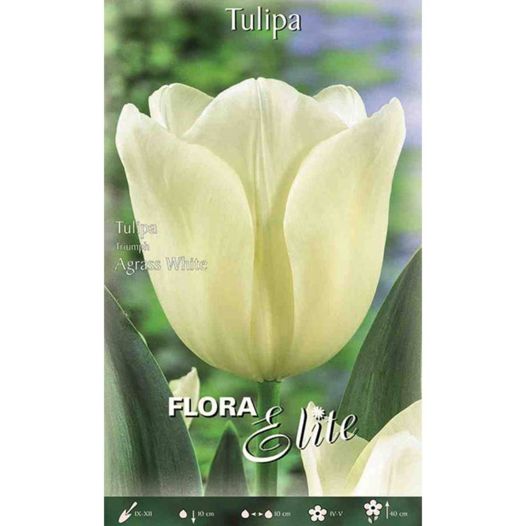 Bolbos tulipa branca 7 unidades