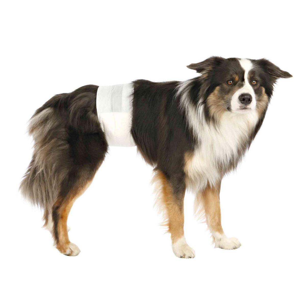 Fraldas Trixie 12 para Cães Machos ML 46-60 cm