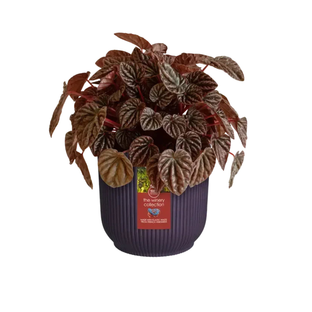 Vaso Reciclado Roxo Elho Winery 18cm