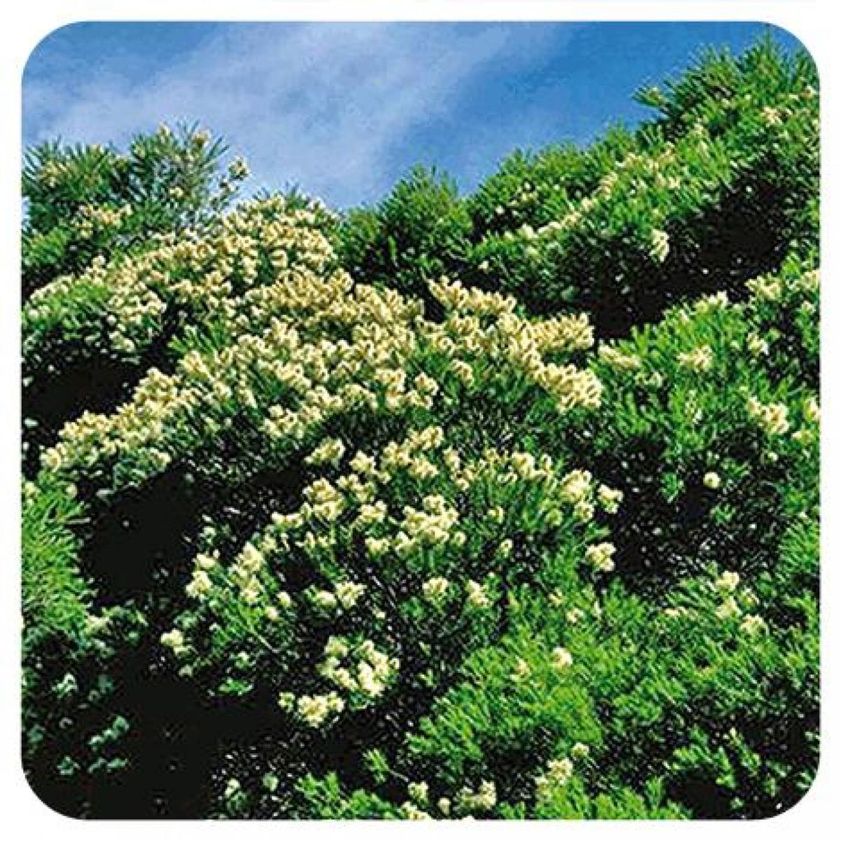 Óleo Essencial de Melaleuca Pranarom 10 ml