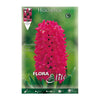 Bolbos de Jacinto Vermelho 3 unidades