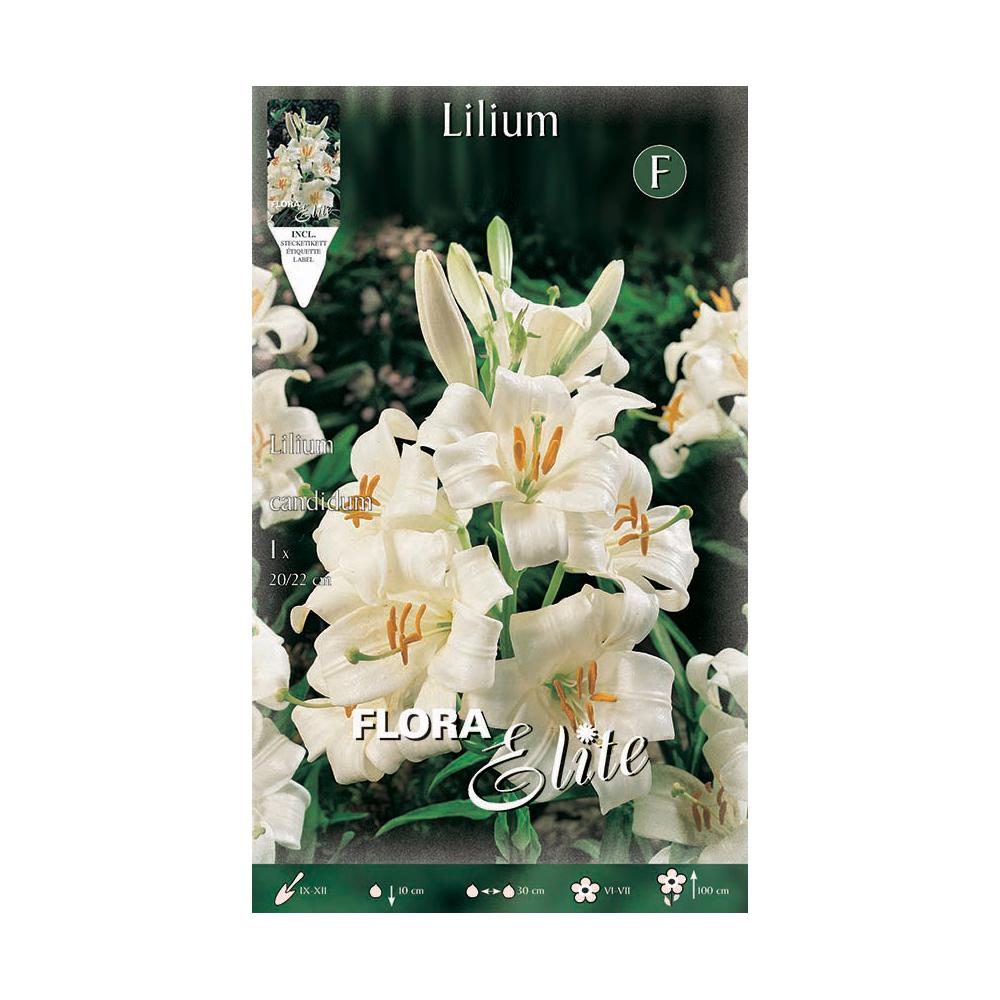 Bulbo de lírio Lilium candicum 1ud