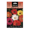 Sementes de Gerbera Batlle
