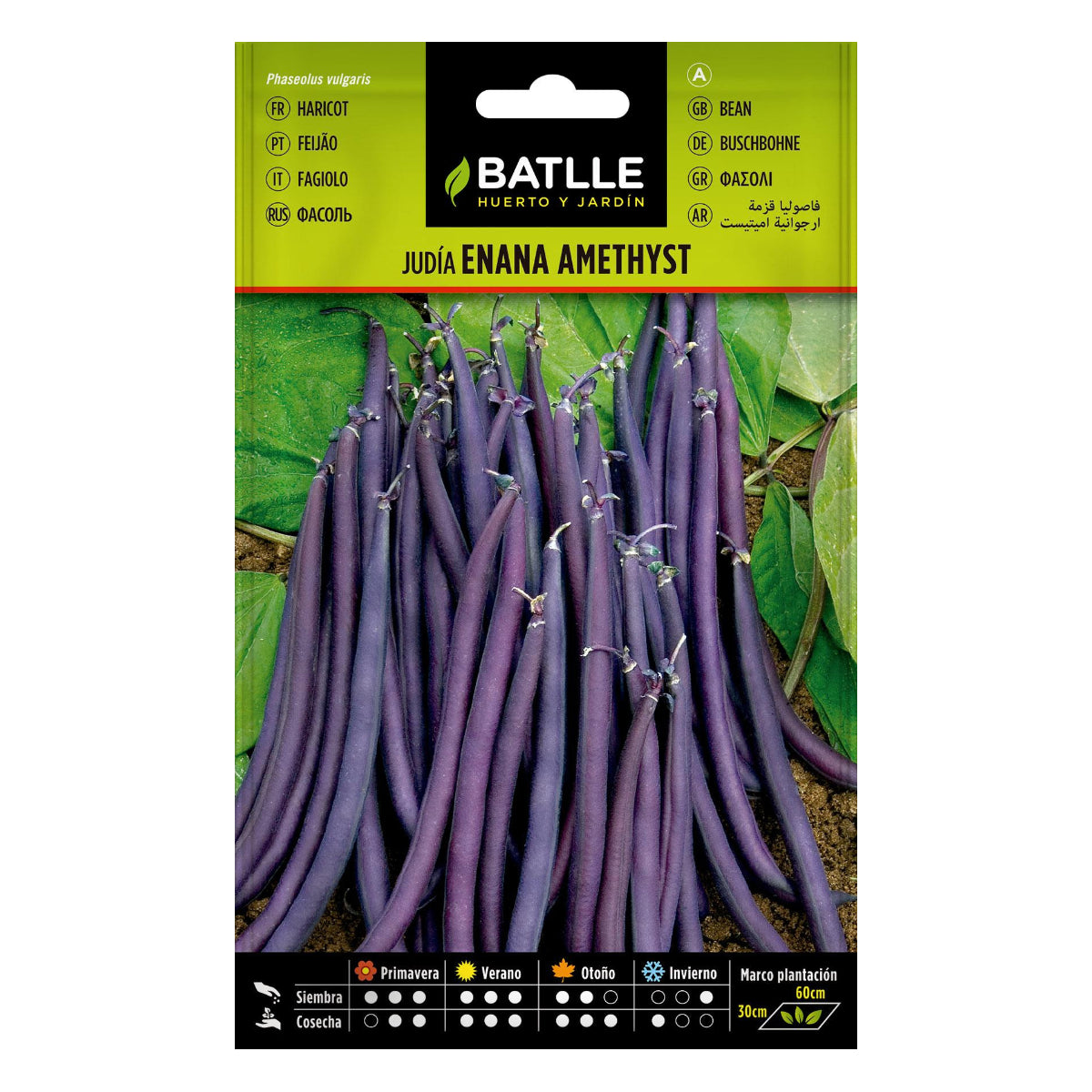 Sementes de feijão anão violeta ametista Batlle 25g