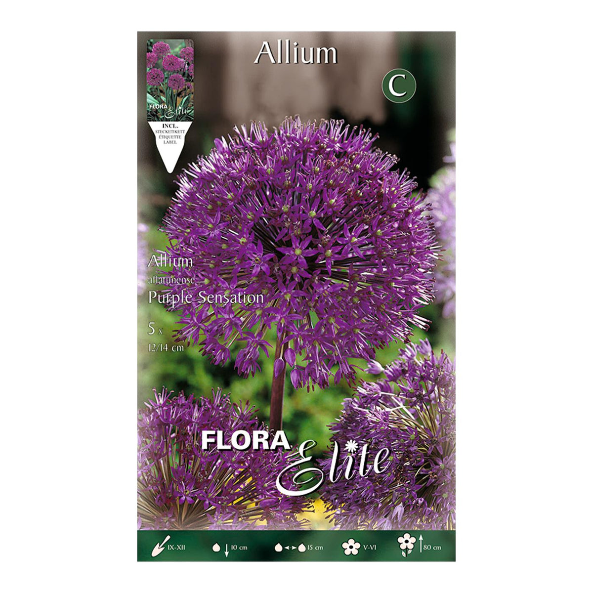 Bolbos roxos de Allium aflatunense 5 unidades