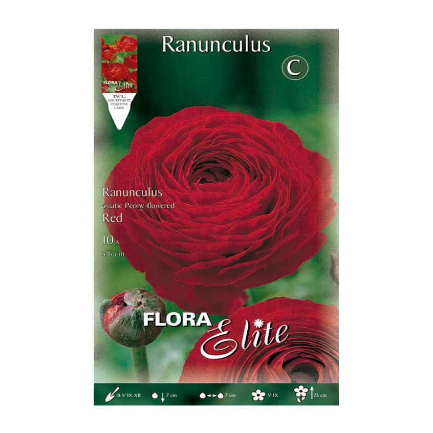 Bolbos de Ranúnculo Vermelho 10 unidades