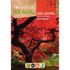 Sementes de bordo japonês Acer palmatum