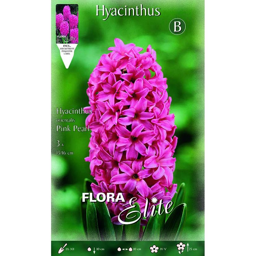 Bolbos jacinto rosa choque 3 unidades
