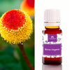 Botox Vegetal Princípio Ativo, 10ml. Camassia
