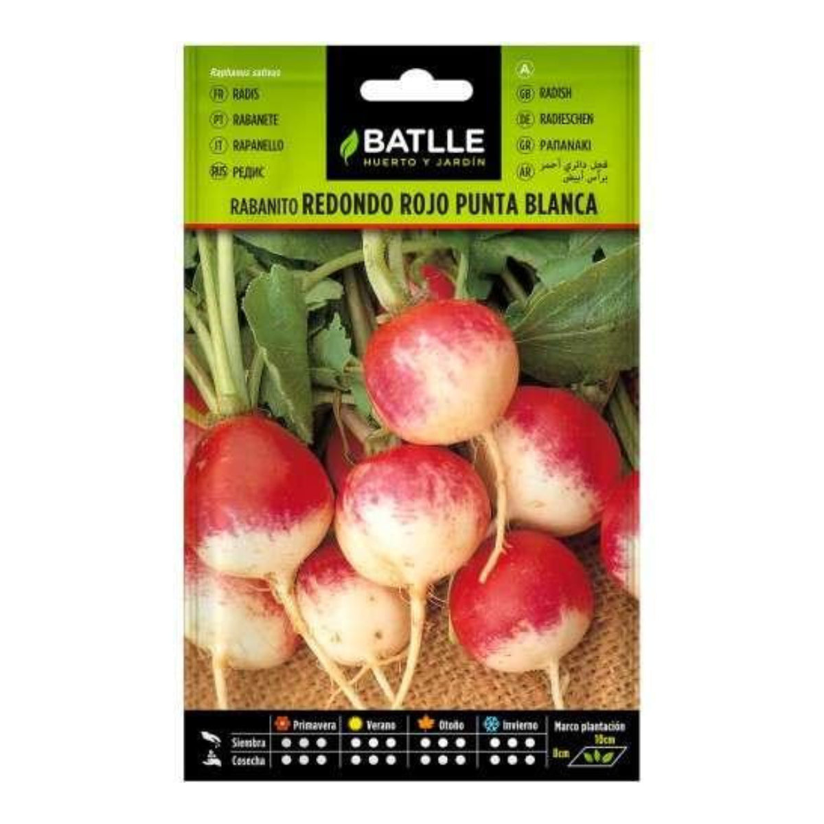 Bata sementes redondas de rabanete vermelho com ponta branca