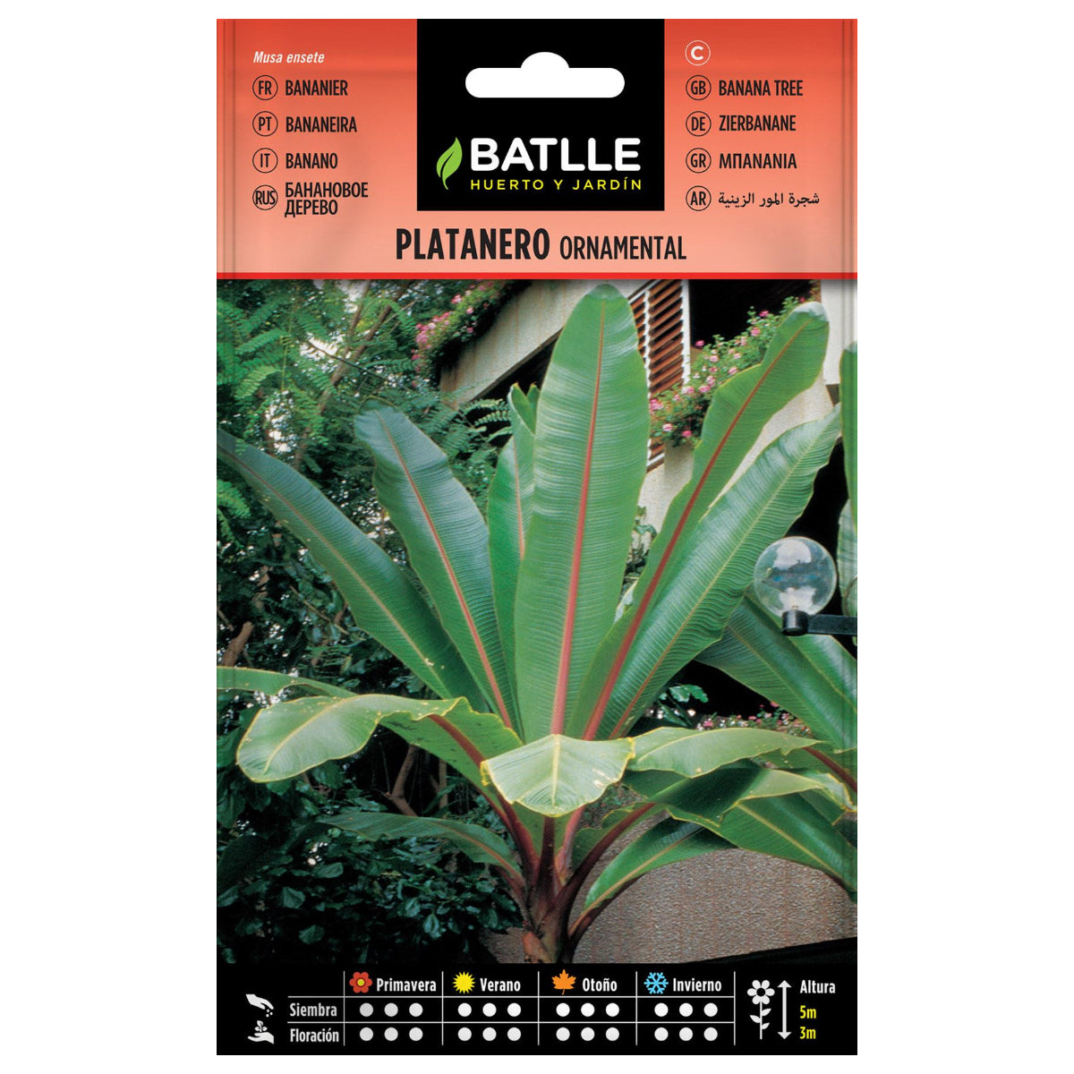 Sementes de bananeira ornamentais Batlle