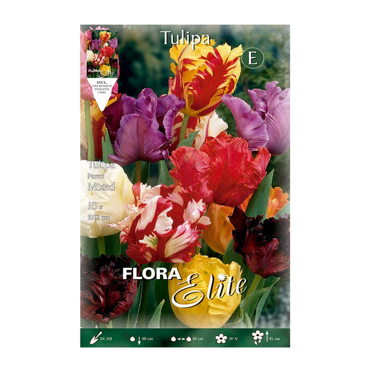 Bulbos de Tulipa Papagaio Mix 7 unidades