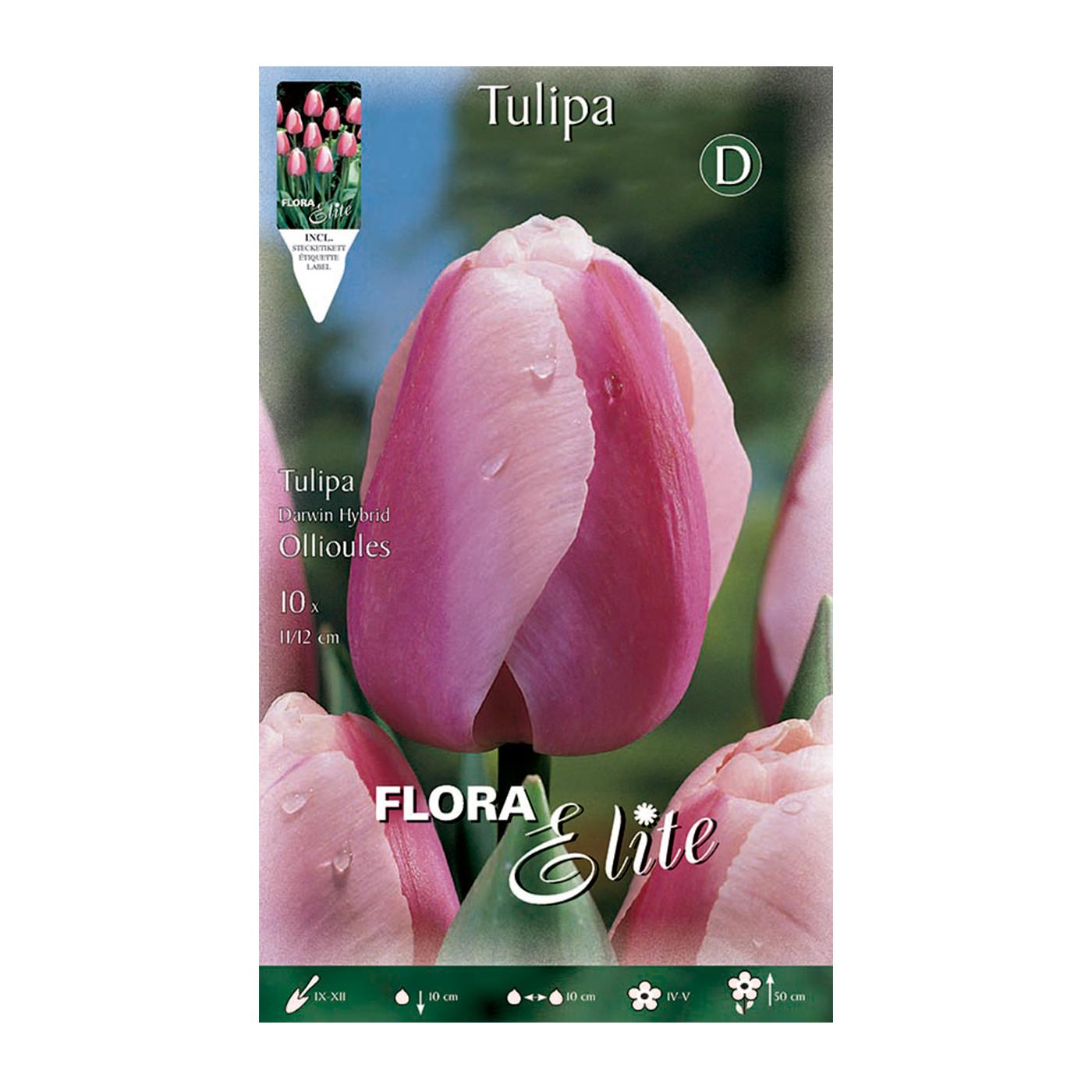 Bulbos de Tulipa Darwin Borda Branca 10 unidades
