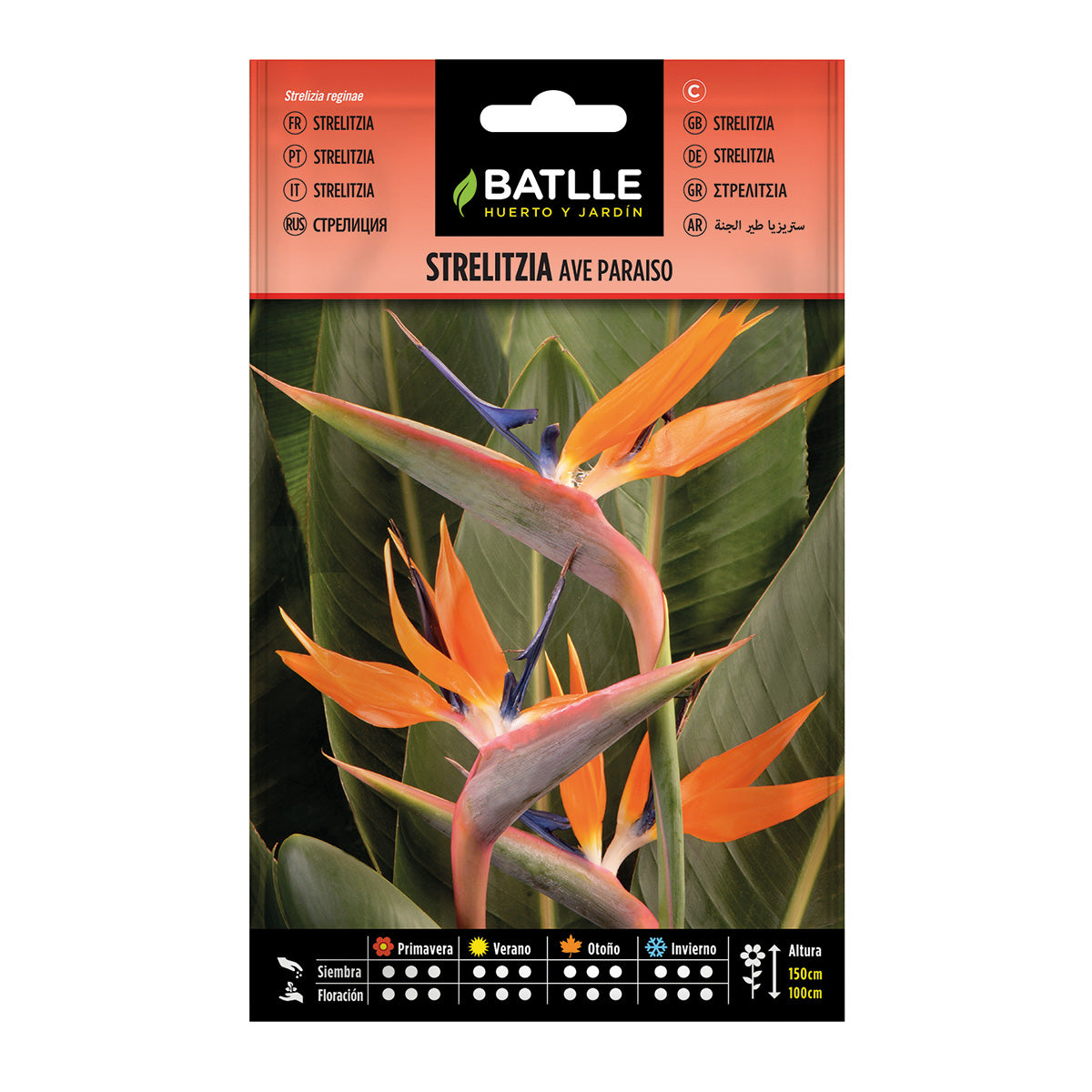 Sementes de Strelitzia Bird of Paradise Batlle
