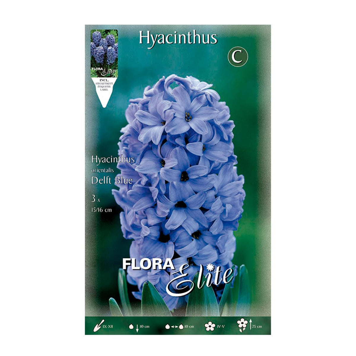 Bolbos de Jacinto Azul 3 unidades