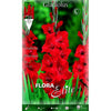 Bolbo de gladíolo vermelho brilhante 10 peças