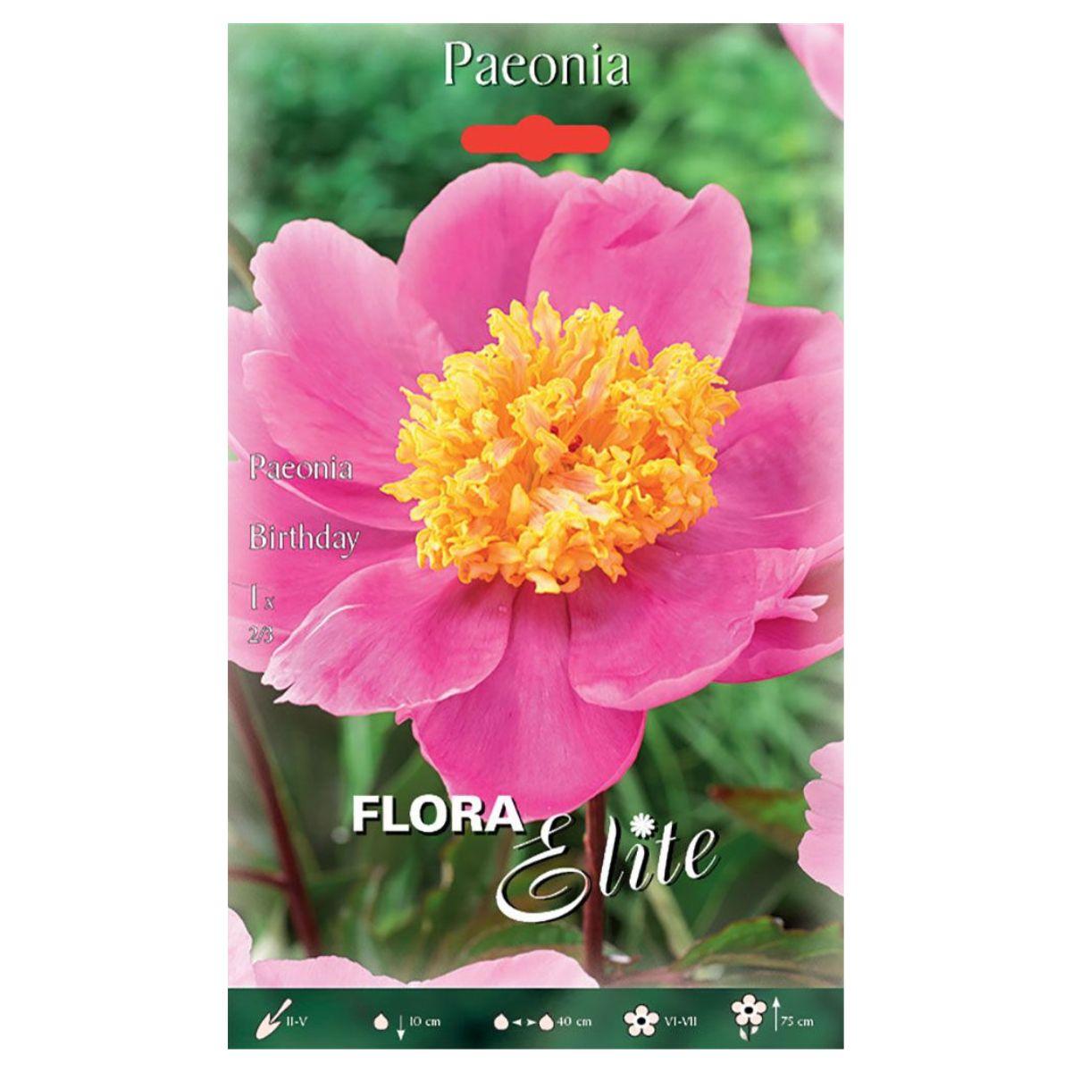 Bolbo de peónia rosa aniversário 1 peça