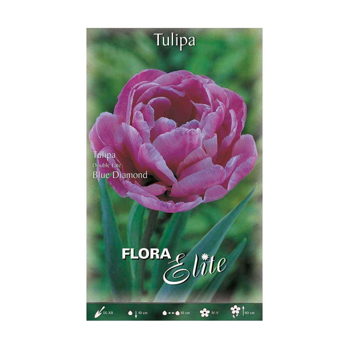 Bolbos tulipa rosa duplos 7 unidades