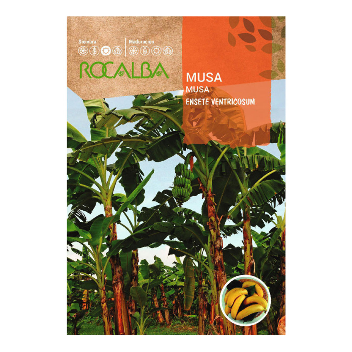 Musa, sementes de banana Rocalba