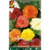 Bulbo Begonia Fimbriata mezcla 3 uds