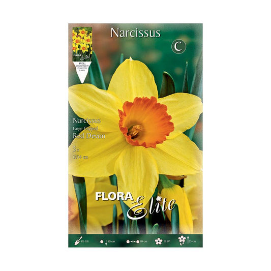 Bolbos de narciso trombeta amarelo-alaranjado 5 unidades