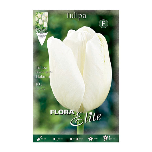 Bolbos tulipa branca 7 unidades
