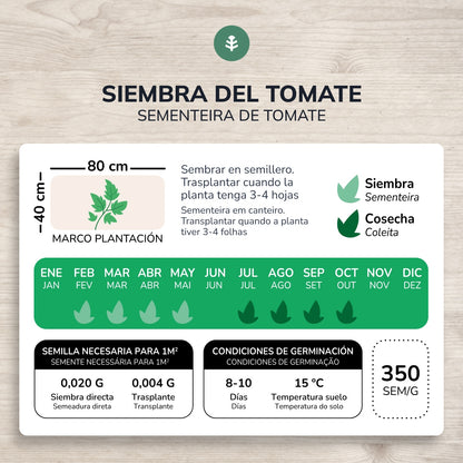 Sementes de tomate Marmande Raf biológicas Planeta Huerto