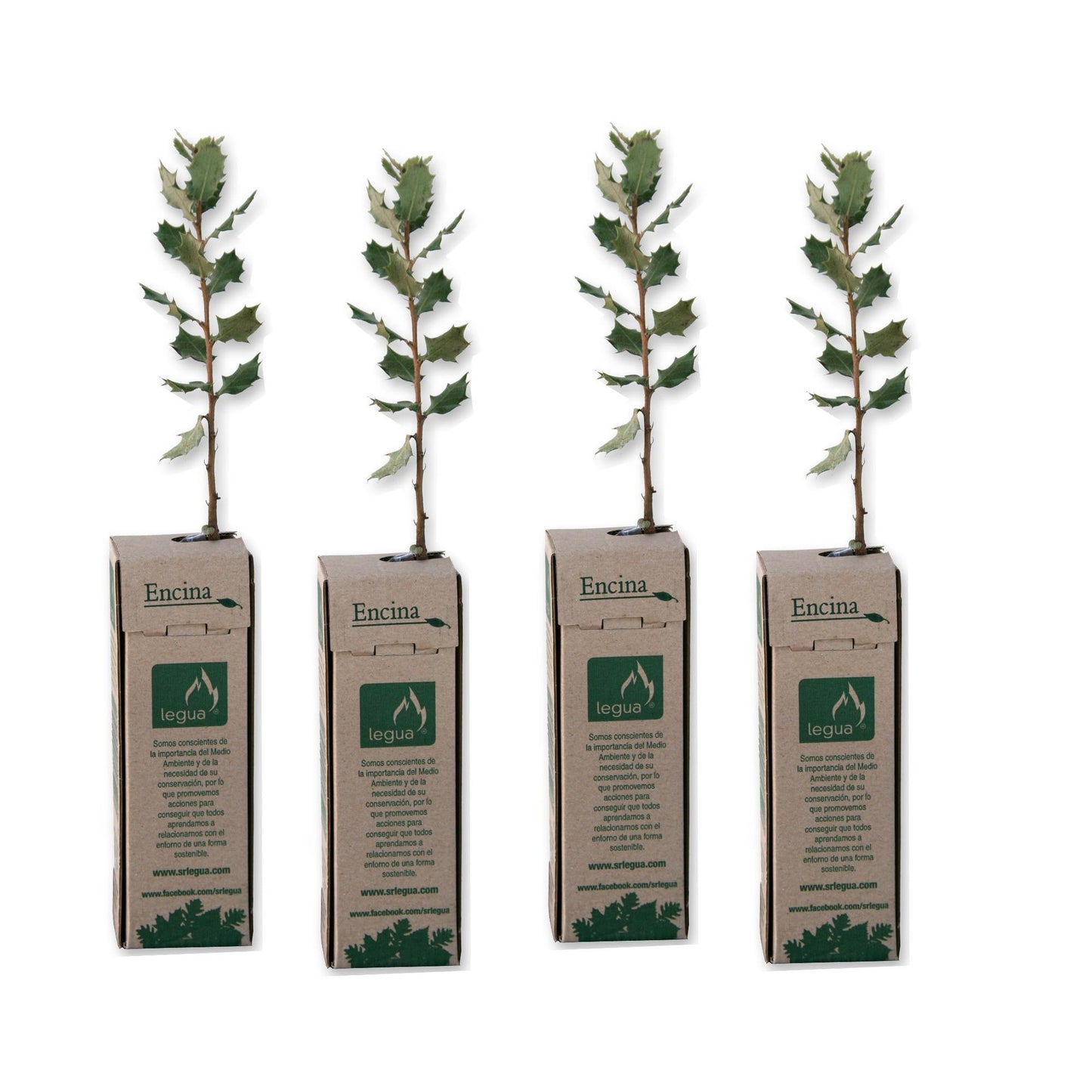 Pack Plantón de Encina 4 uds