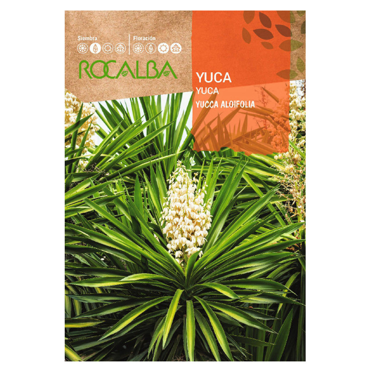 Sementes de mandioca, Rocalba