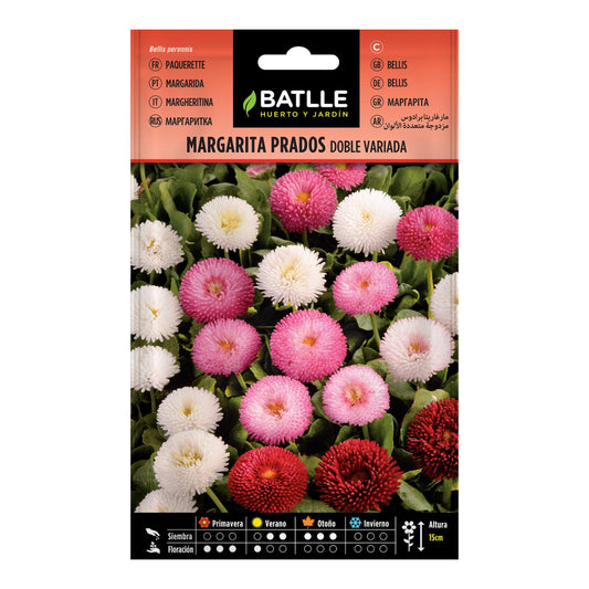 Sementes de Daisy Meadows Duplamente Variegadas Batlle