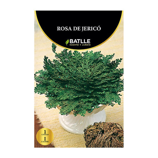 Batalha da Rosa de Jericó