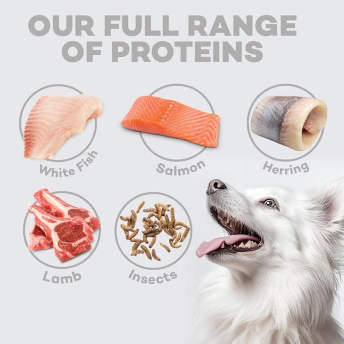 Nature's Protection White Dog Food sem cereais Salmão cachorros 1,5 kg