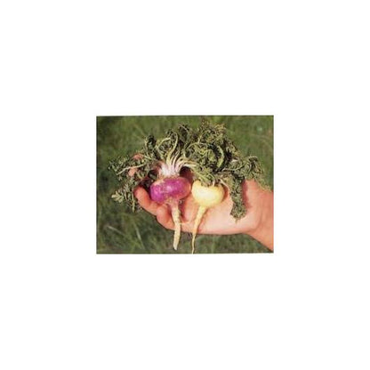 Cápsulas de Maca Andina Biológica 500 mg Marnys, 60 unidades