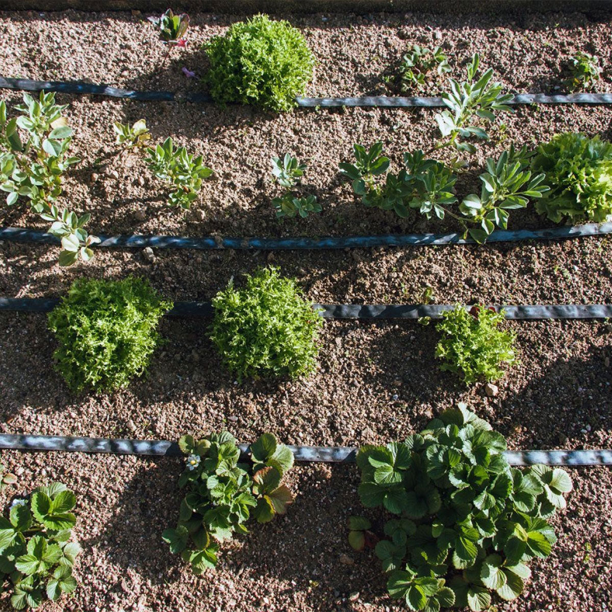 Rolo de exsudação Garden Planeta Huerto 200 m