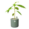 Incrível Abacate Elho Verde Abacate Germinante Pote