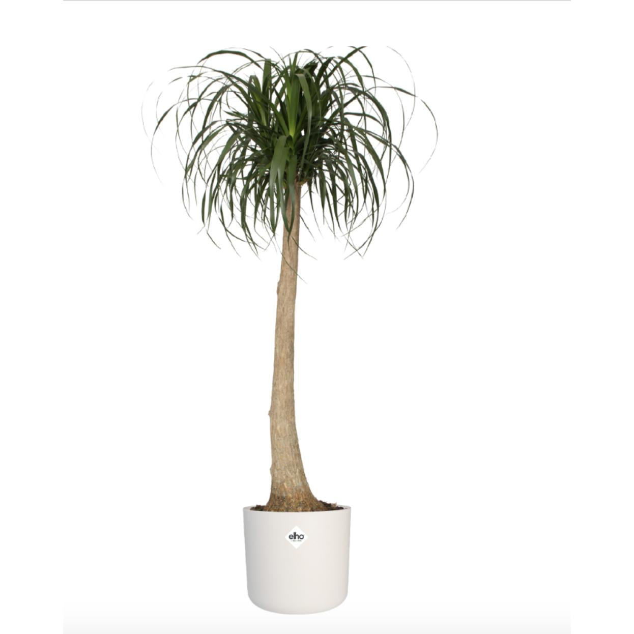 B. para vaso redondo macio Elho branco 30 cm