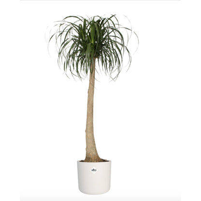 B. para vaso redondo macio Elho branco 18 cm