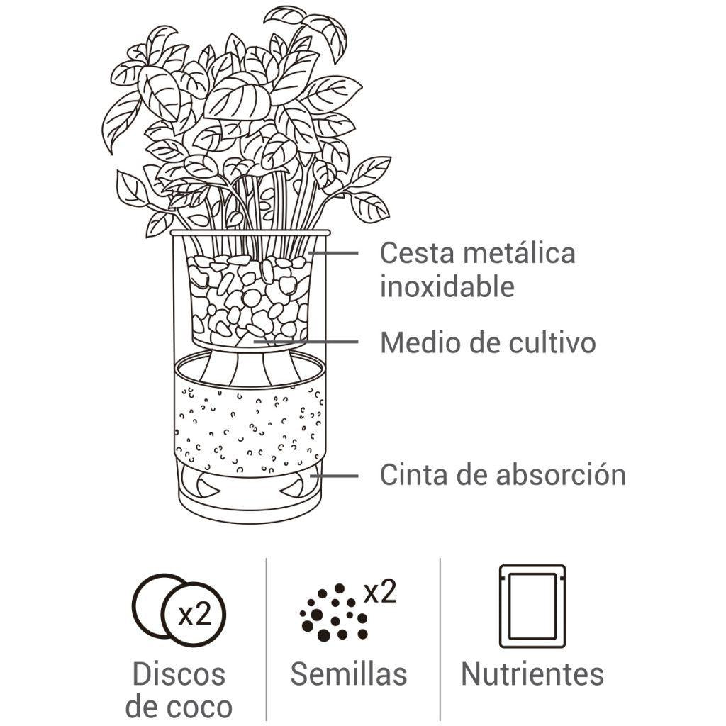 Cultivo hidropónico de coentro e orégãos