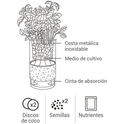 Cultivo hidropónico de coentro e orégãos