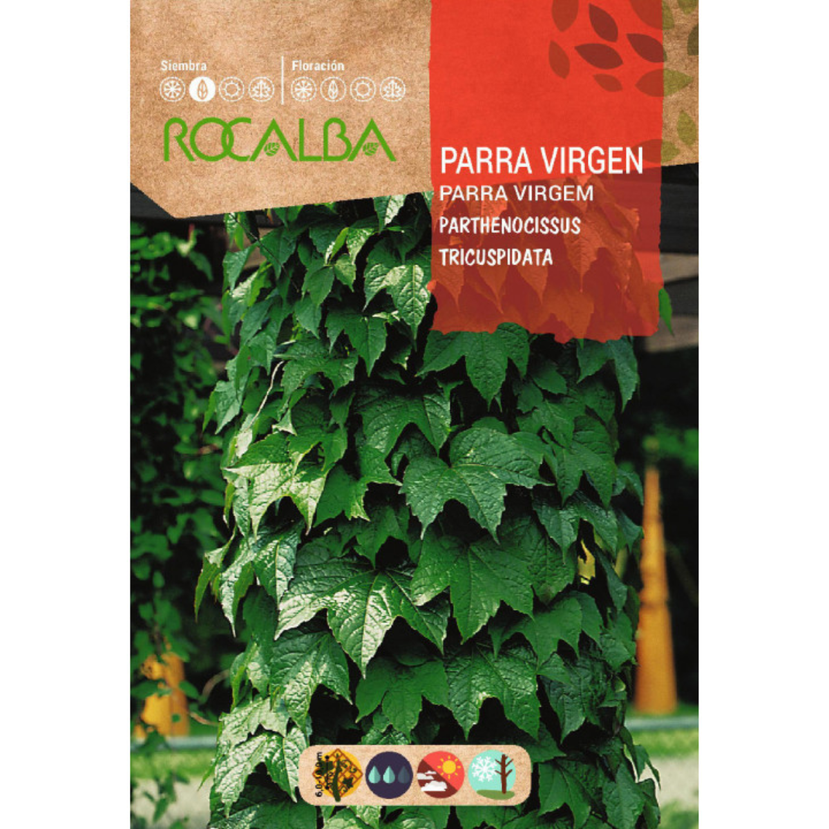 Sementes de trepadeira-virgínia Parthenocissus tricuspidat