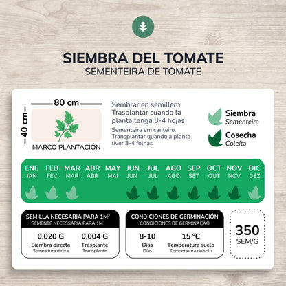 Sementes de tomate gigante rosa triangular da Planeta Huerto