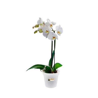 Vaso para orquídea transparente Green Basics Elho 15 cm
