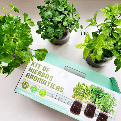 Kit de cultivo interior para ervas aromáticas: orégãos, coentros e hortelã