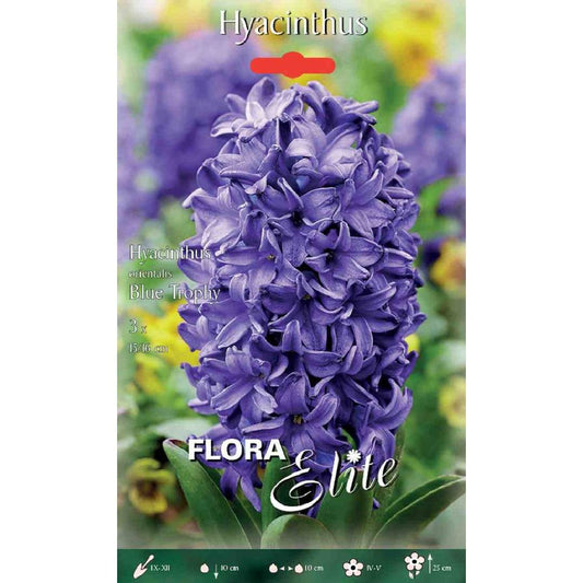 Bulbos de Jacinto Troféu Azul 3 unidades