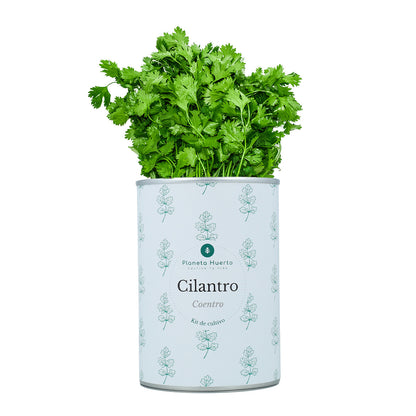 Kit de cultivo aromático Coentro Planeta Huerto