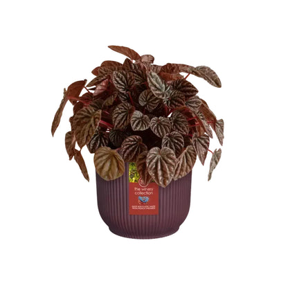 Vaso reciclado Elho Winery Borgonha Vermelho 18cm