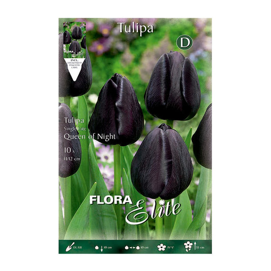 Bolbos tulipa preta 7 unidades