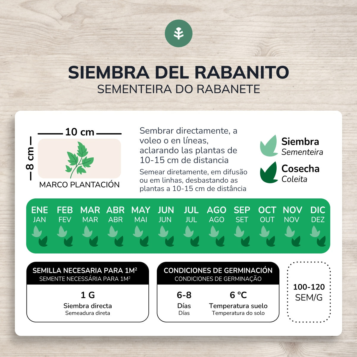 Sementes orgânicas de rabanete redondo vermelho Saxa da Planeta Huerto