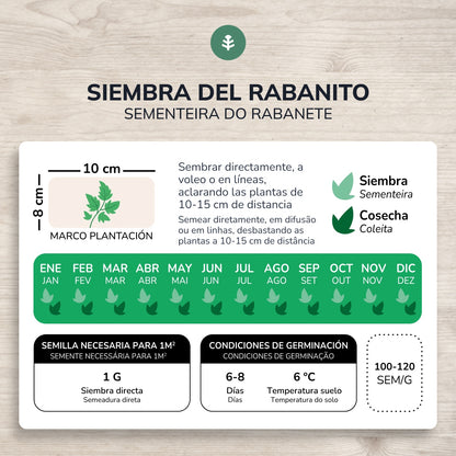 Sementes orgânicas de rabanete redondo vermelho Saxa da Planeta Huerto
